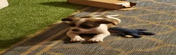 Chiweenie dogs for sale: Piggy - Ad 2