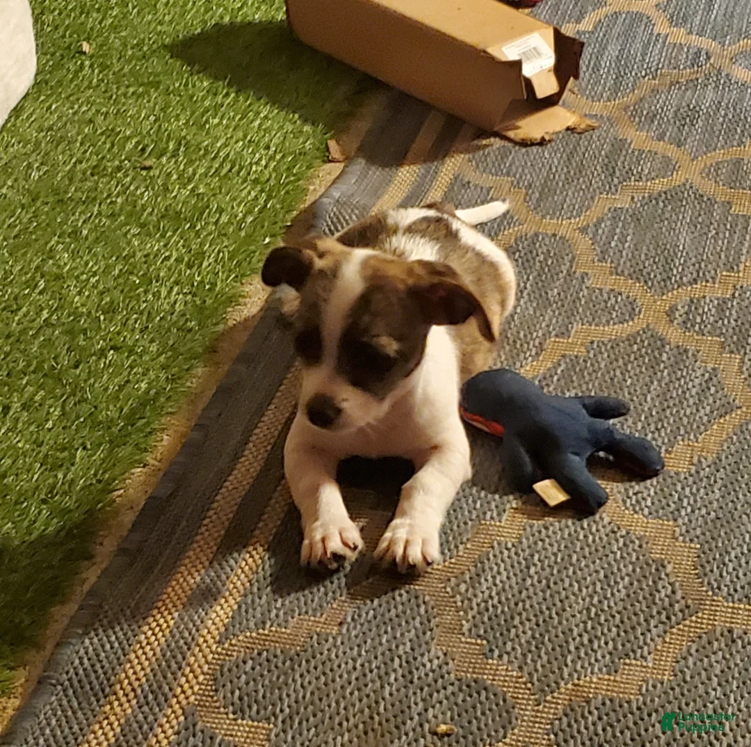 Chiweenie dogs for sale: Piggy - Ad 2