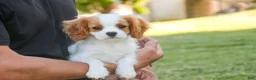 Cavalier King Charles Spaniel dogs for sale: Lars - Ad 6
