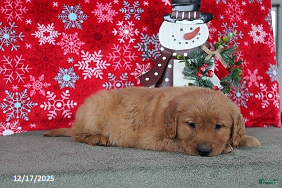 Golden Retriever dogs for sale: Baylor - Ad 2