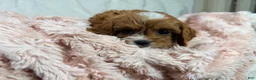 Cavapoo dogs for sale: Caramel 🎀 - Ad 6