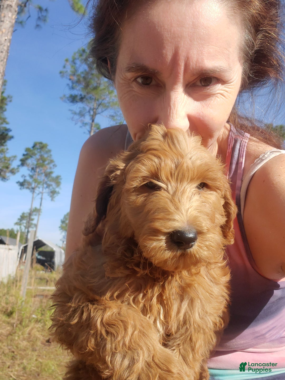 Goldendoodle dogs for sale: Finn - Ad 3