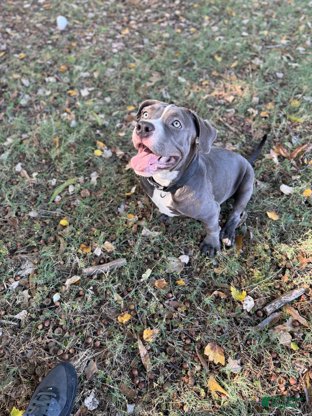 American Bully dogs for sale: Ivy - Ad 22