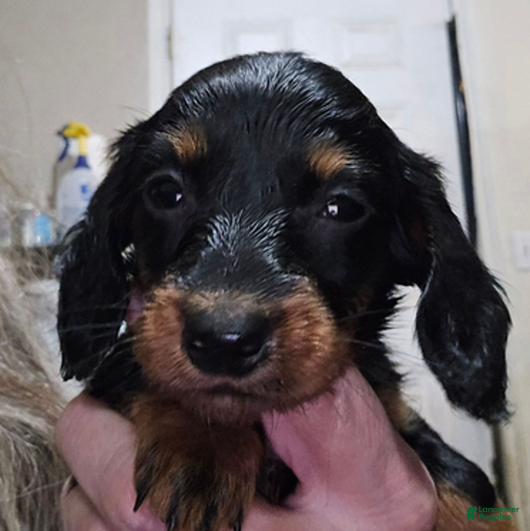 Dachshund dogs for sale: Smaller girl - Ad 6