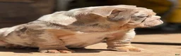English Bulldog dogs for sale: Peach - Ad 11