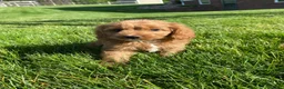 Cavapoo dogs for sale: Thor - Ad 7