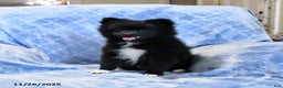 Pomeranian dogs for sale: Tigger - Ad 4