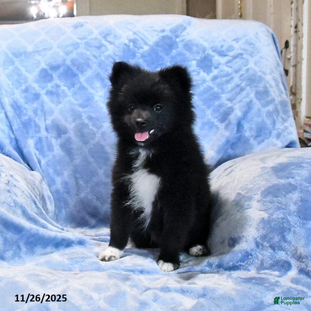Pomeranian dogs for sale: Tigger - Ad 4