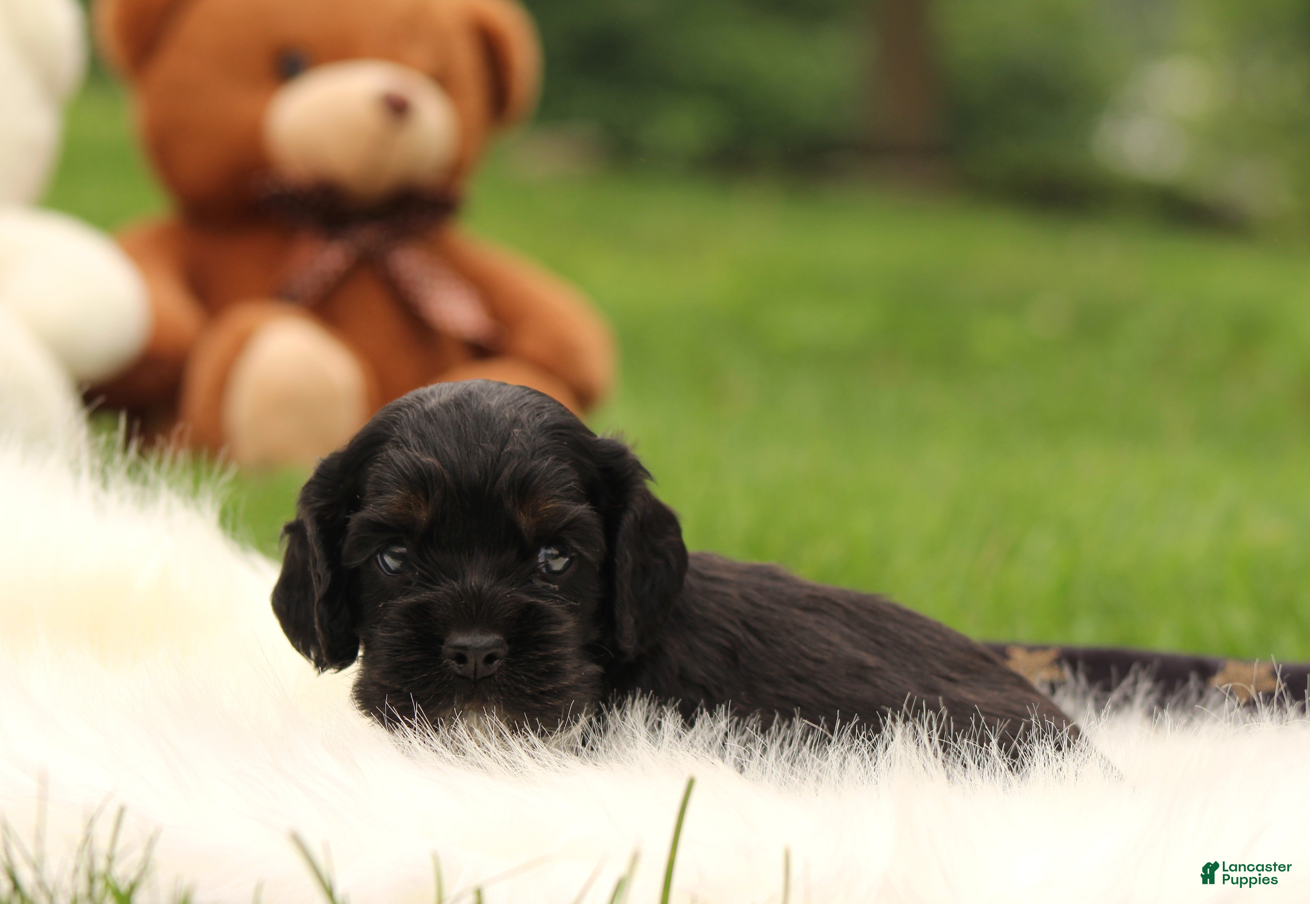 Cocker Spaniel dogs Juniper - Ad 2