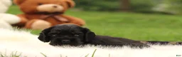 Cocker Spaniel dogs for sale: Juniper - Ad 2