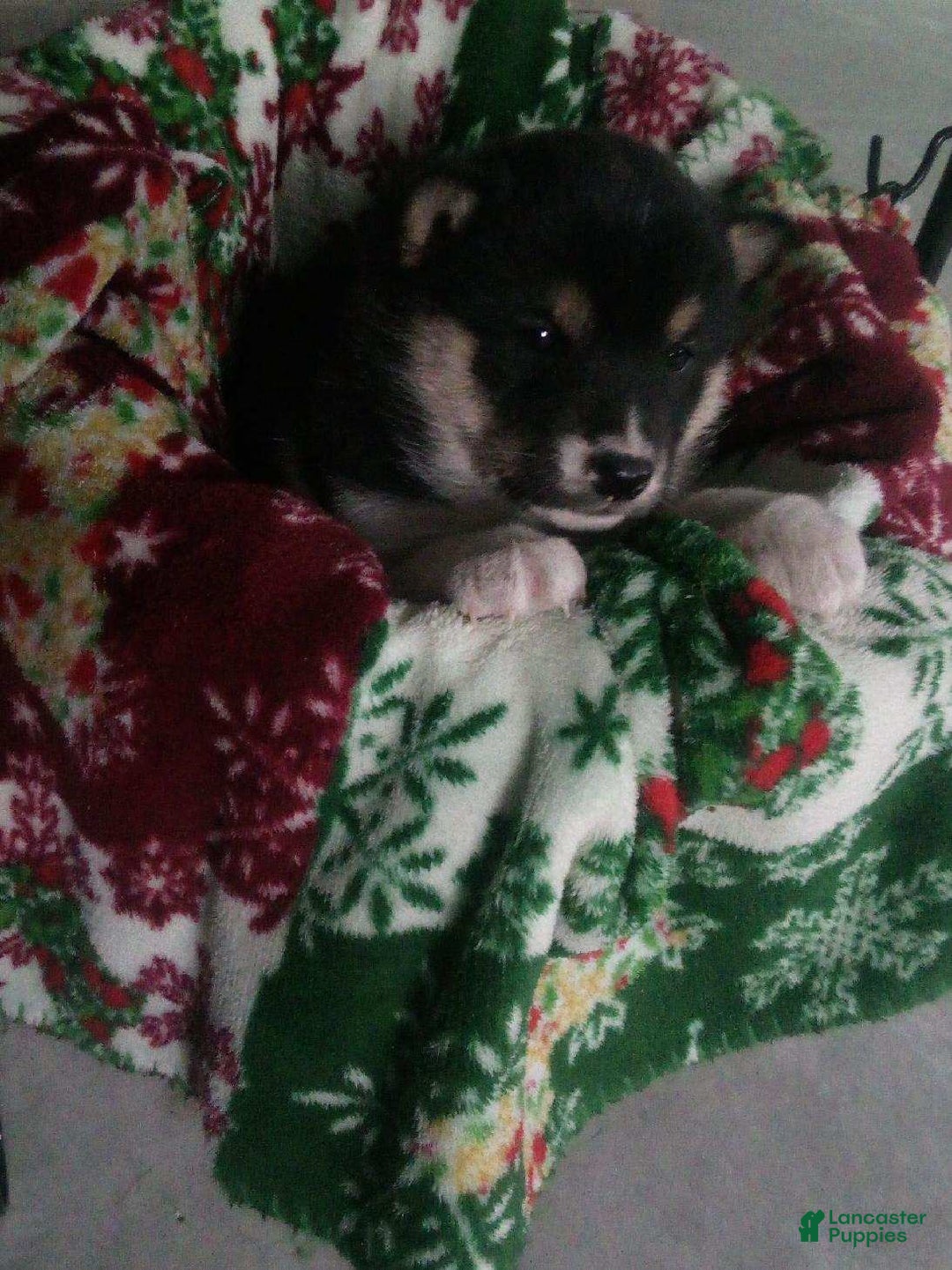 Shiba Inu dogs for sale: Nicholas - Ad 2