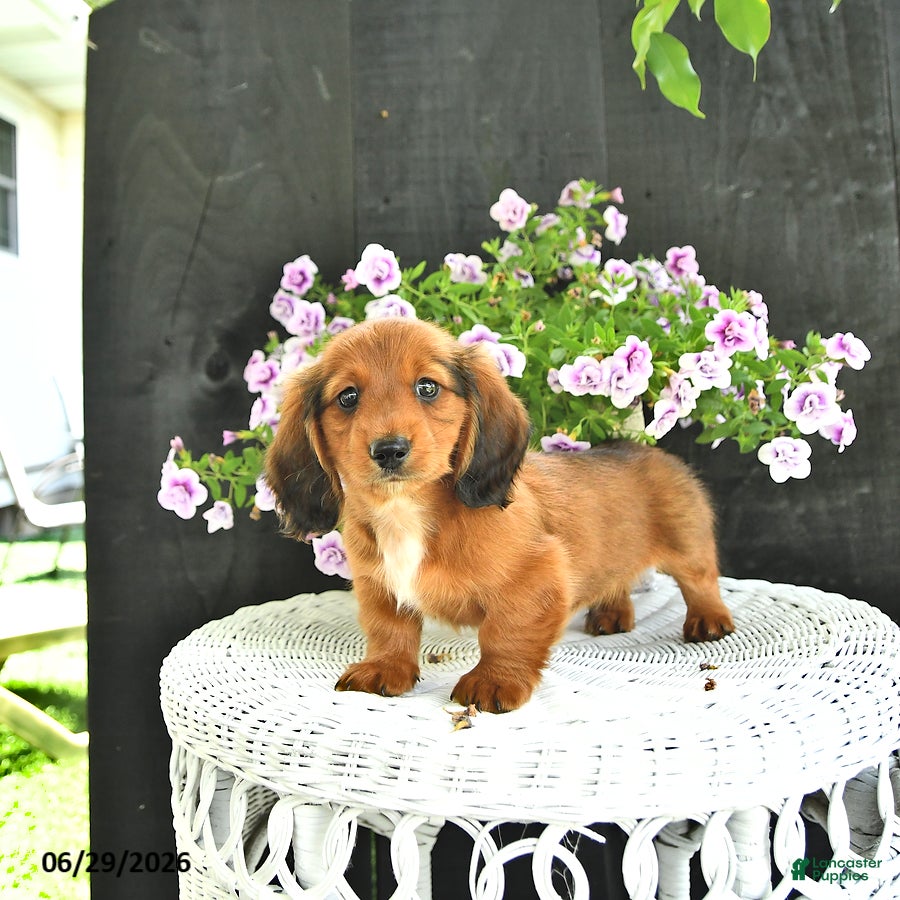 Dachshund dogs Cole - Ad 2