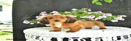 Dachshund dogs for sale: Cole - Ad 2