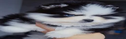 Pomsky dogs for sale: Calypso  - Ad 4