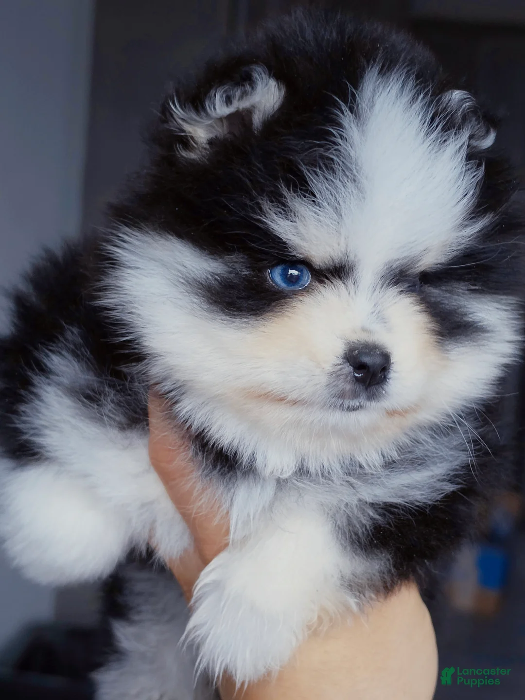 Pomsky dogs for sale: Calypso  - Ad 4