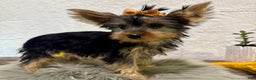 Yorkshire Terrier dogs for sale: Shania - Ad 7