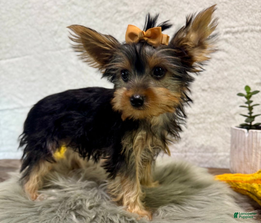 Yorkshire Terrier dogs for sale: Shania - Ad 7