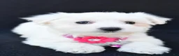 Maltese dogs for sale: Beauty - Ad 4