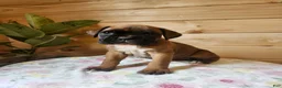 Boxer dogs for sale: Jada  - Ad 5