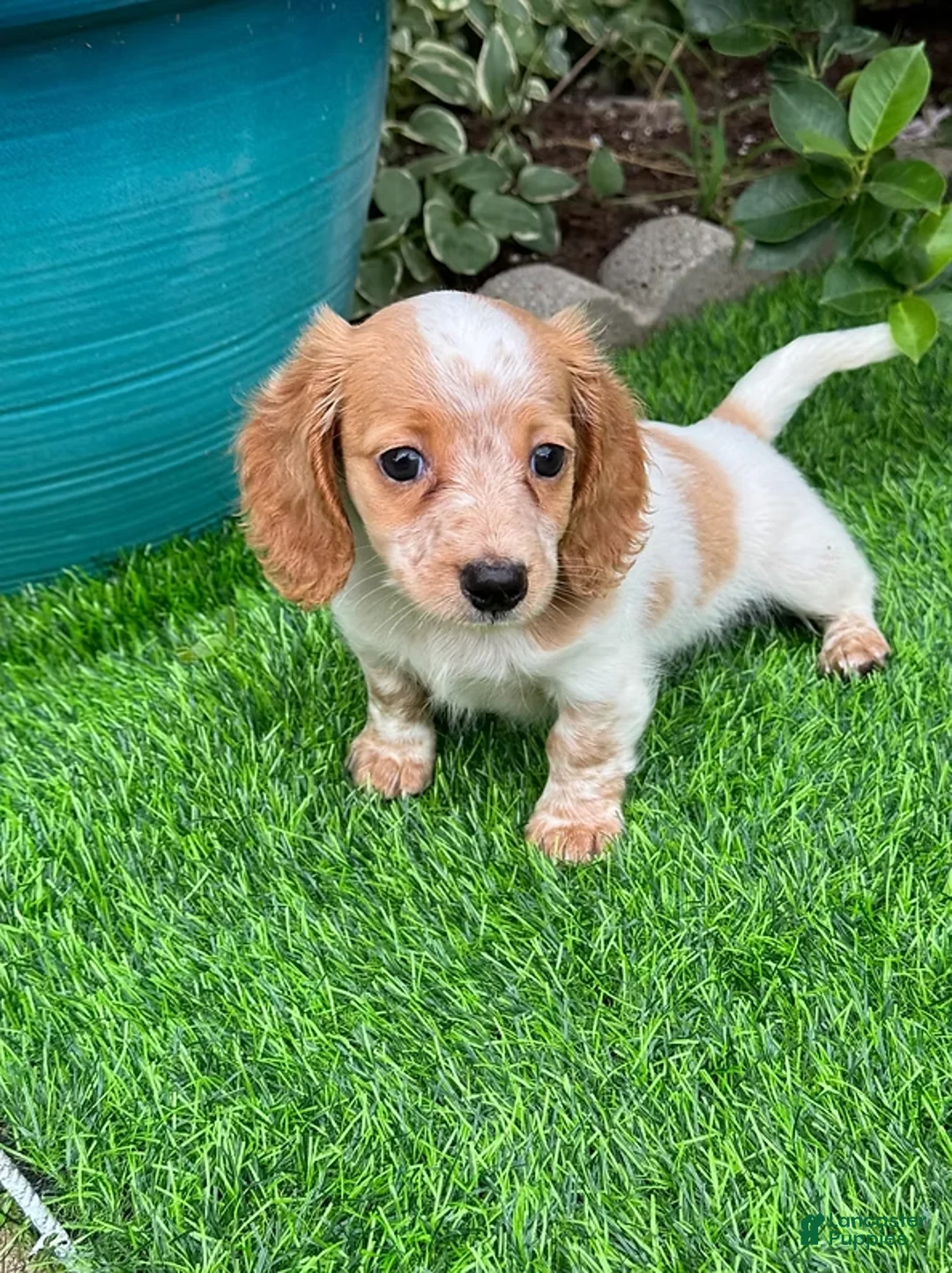Dachshund dogs for sale: Dachshund Puppy 1 - Ad 1