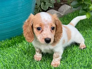 Dachshund dogs Dachshund Puppy 1 - Ad 6