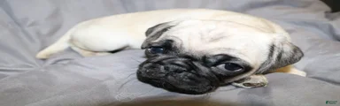 Pug Puppy 4