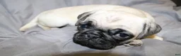 Pug dogs for sale: Pug Puppy 4 - Ad 1
