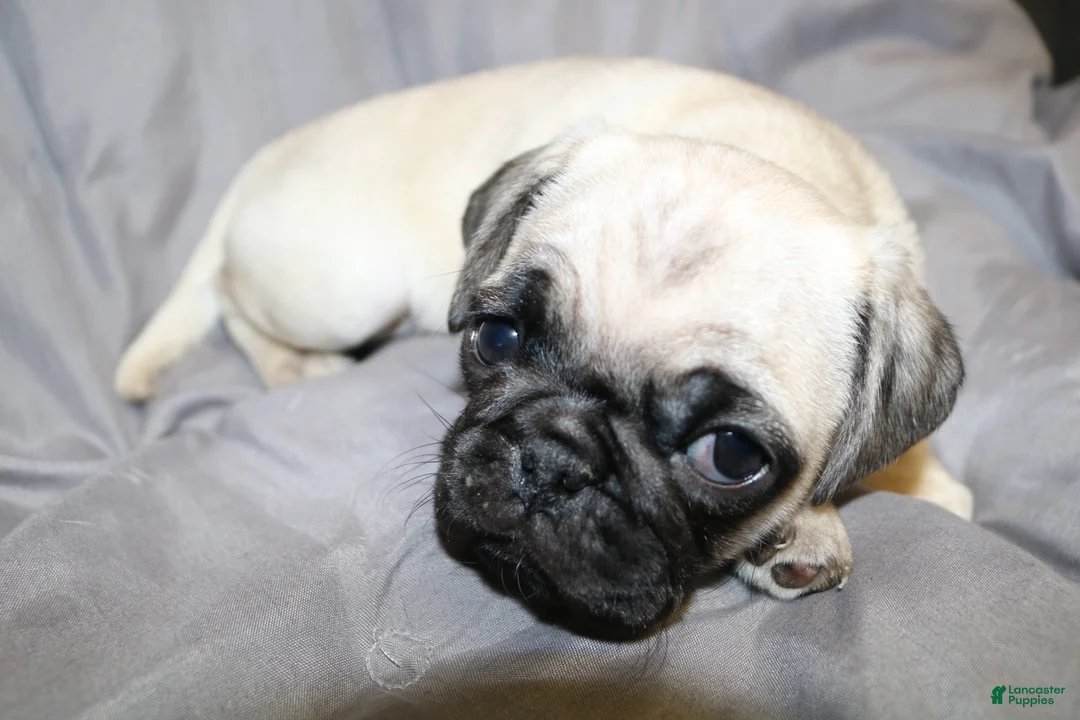 Pug dogs for sale: Pug Puppy 4 - Ad 1