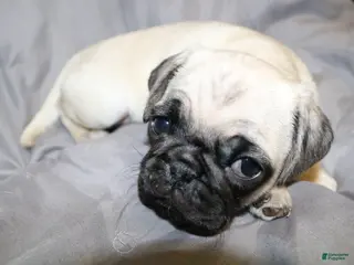 Pug dogs for sale: Pug Puppy 4 - Ad 2