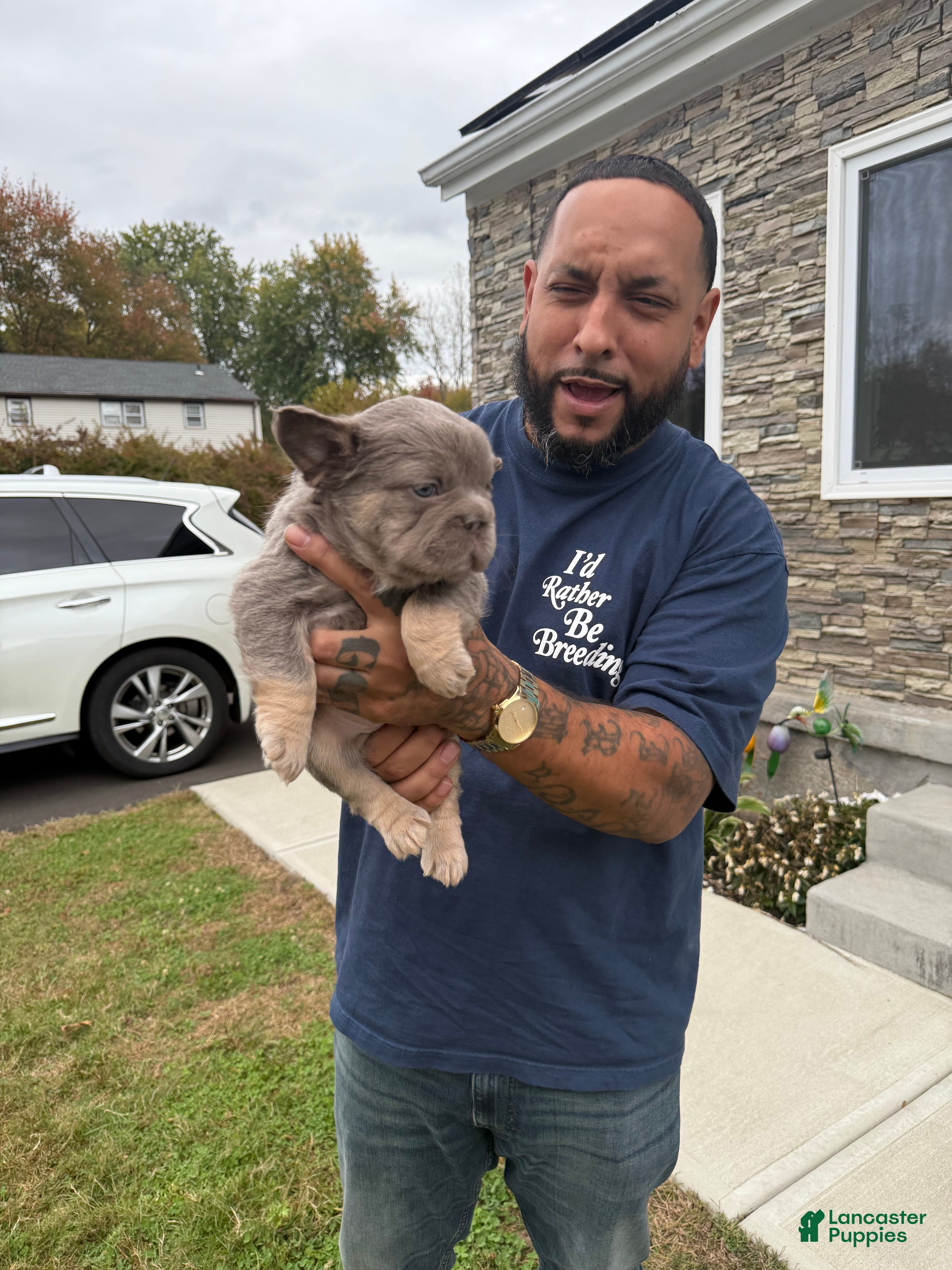 French Bulldog dogs French Bulldog Isabella  - Ad 24