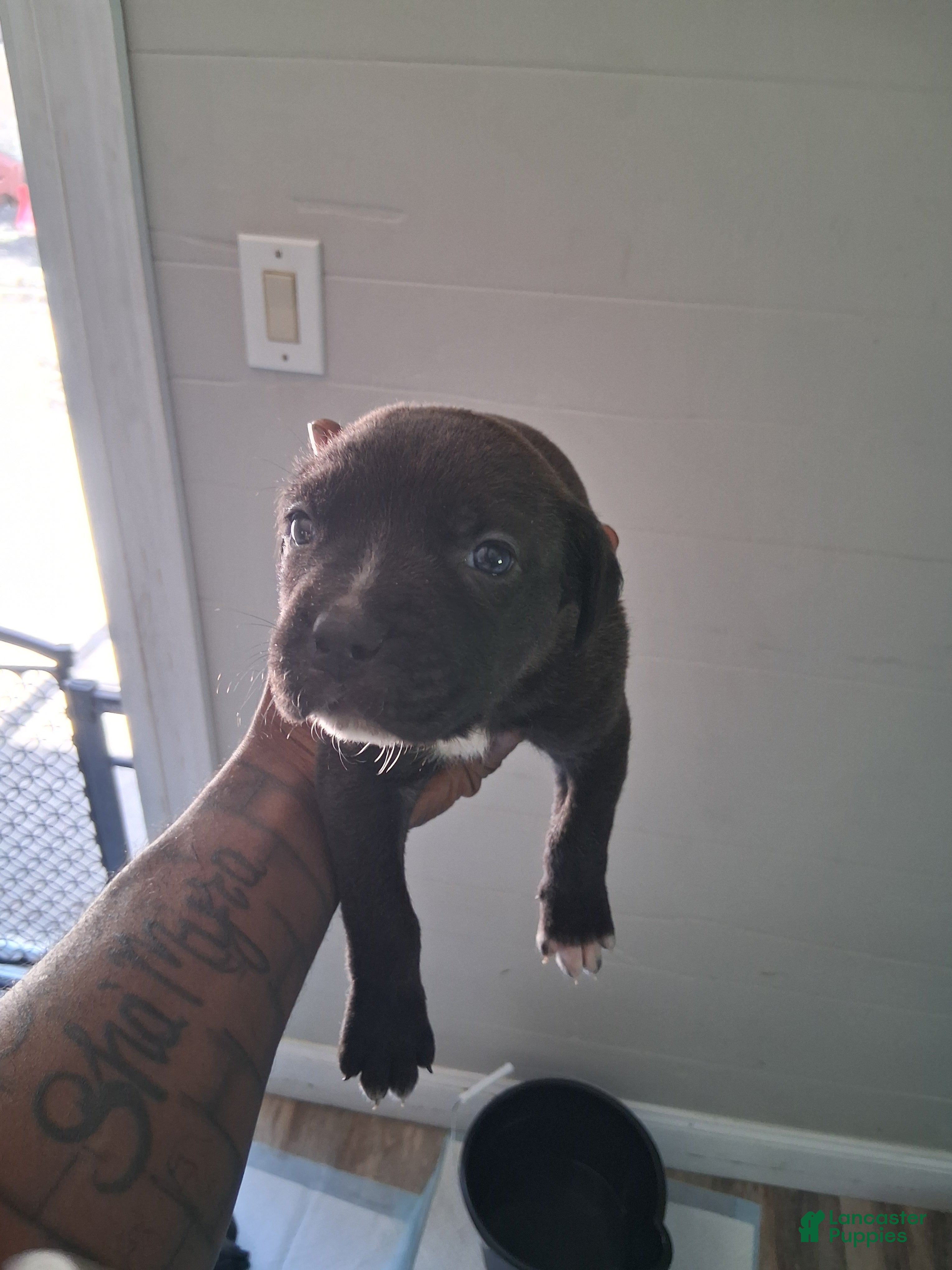 Cane Corso dogs Cane Corso Puppy 10 - Ad 12