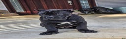 Cane Corso dogs for sale: QUEENIE - Ad 4