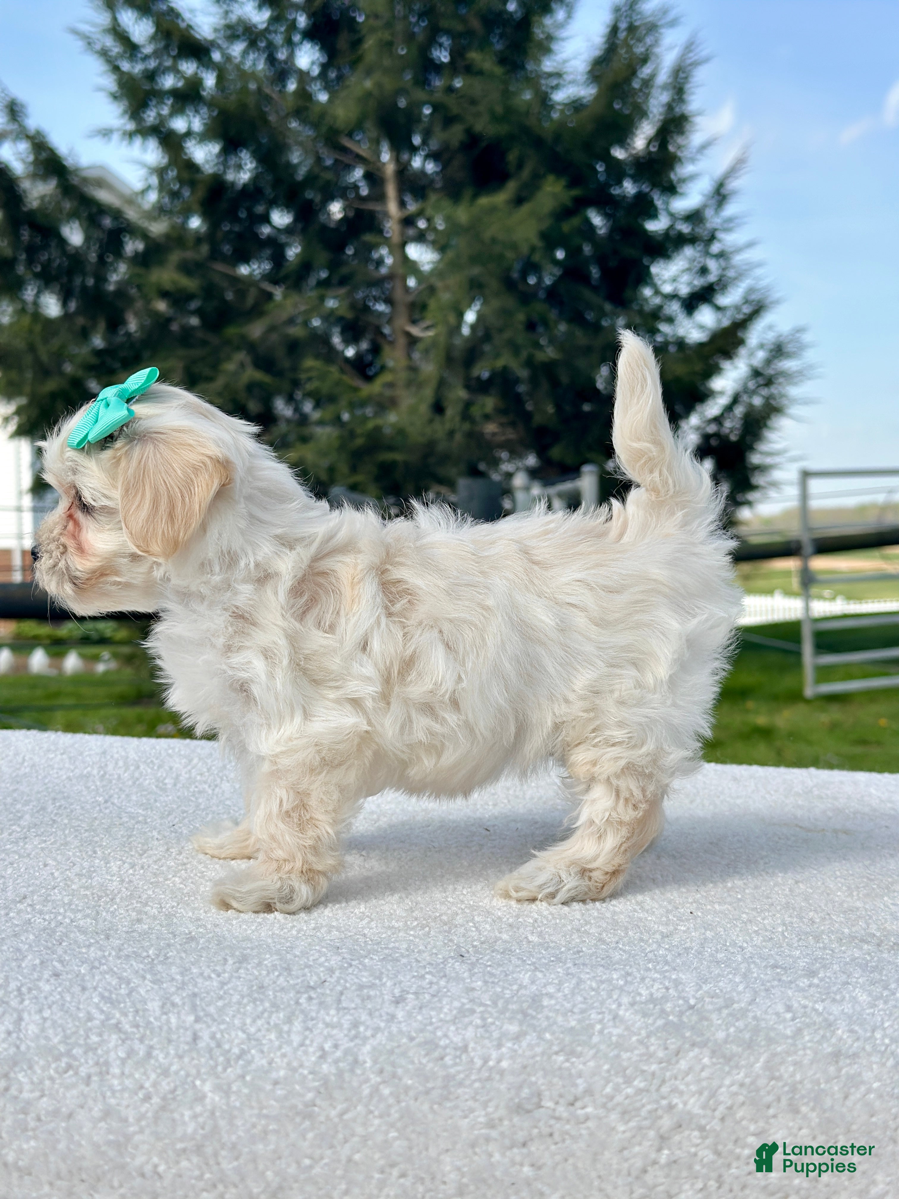 Maltipoo dogs Girl Maltipoo 1 - Ad 2