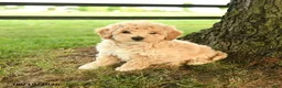 Bichpoo dogs for sale: Dominic - Ad 3