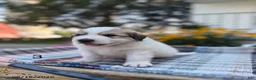 Great Pyrenees dogs for sale: Rover - Ad 4