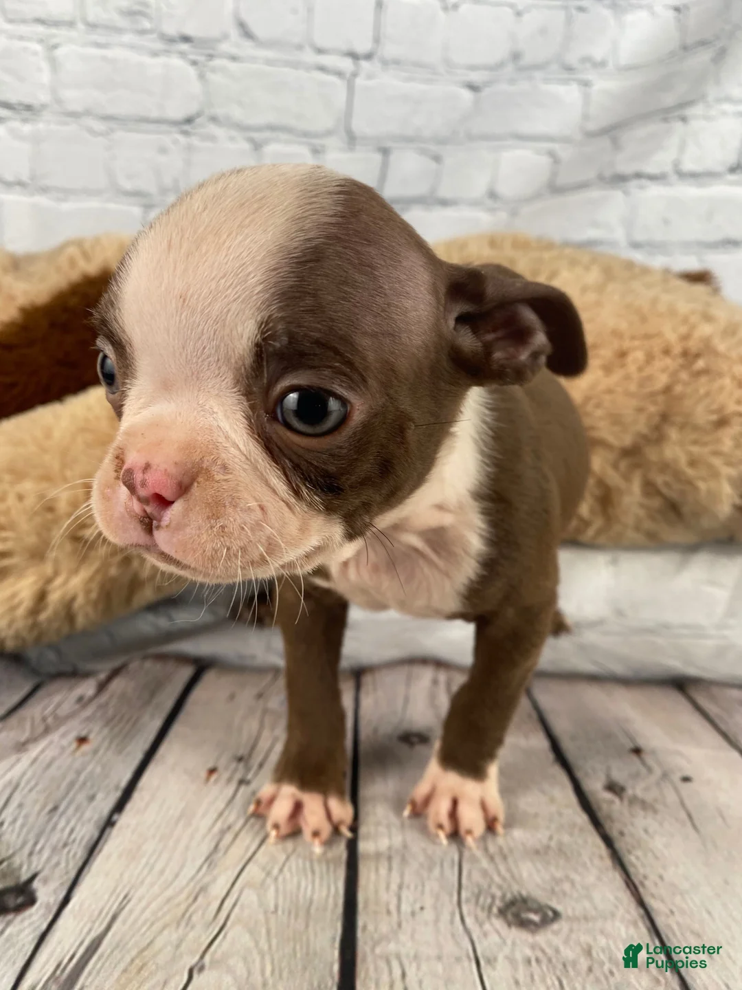 Boston Terrier dogs for sale: Chloe - Ad 2