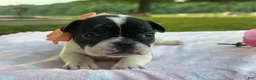 French Bulldog dogs for sale: Keylime - Ad 3