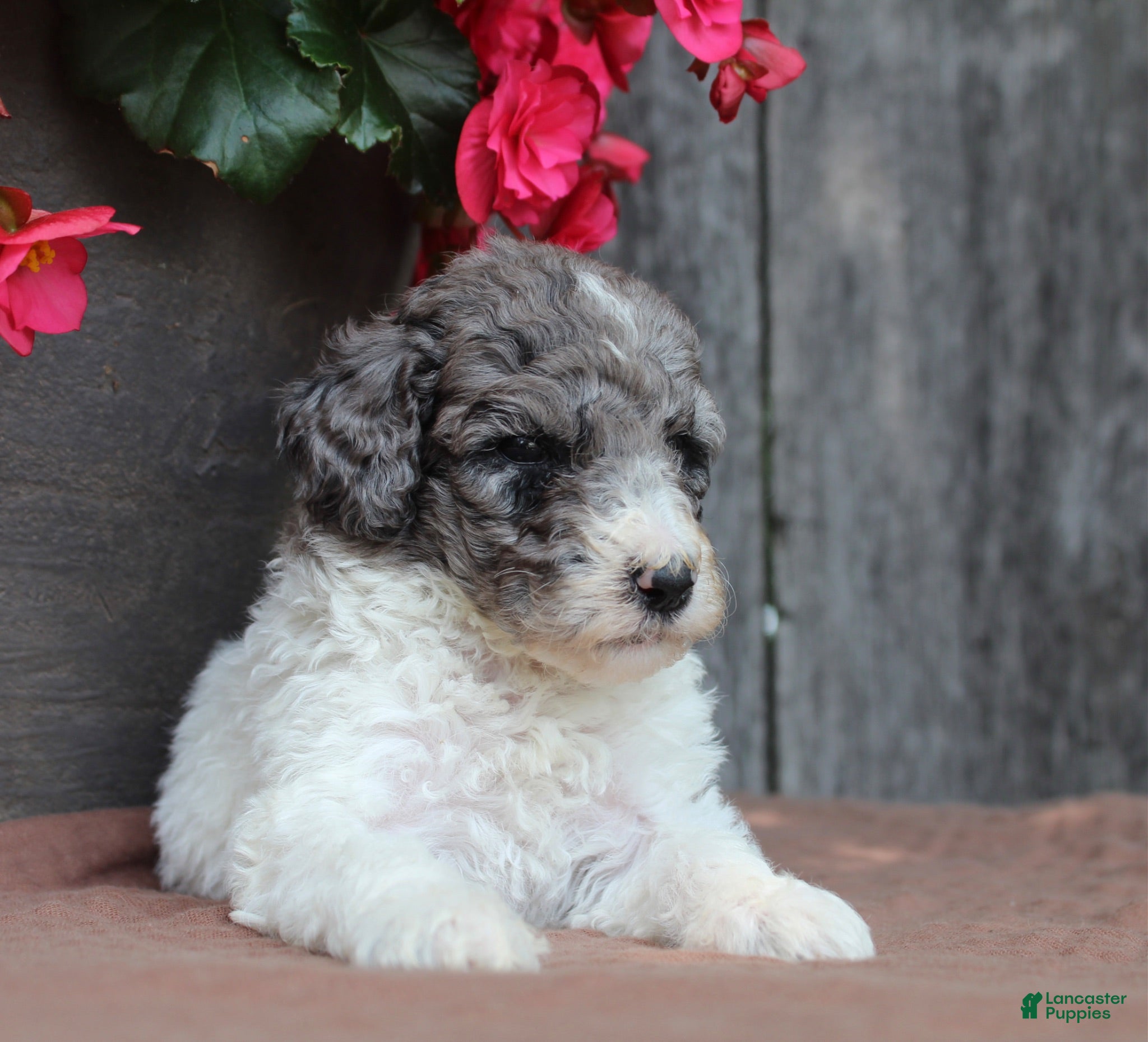 Standard Poodle dogs Fern AKC Standard Poodle - Ad 2