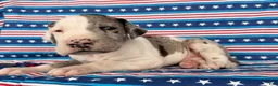 Great Dane dogs for sale: Patches Great Dane  - Ad 5