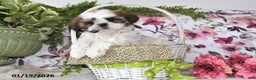 Shih Tzu dogs for sale: Mac - Ad 1