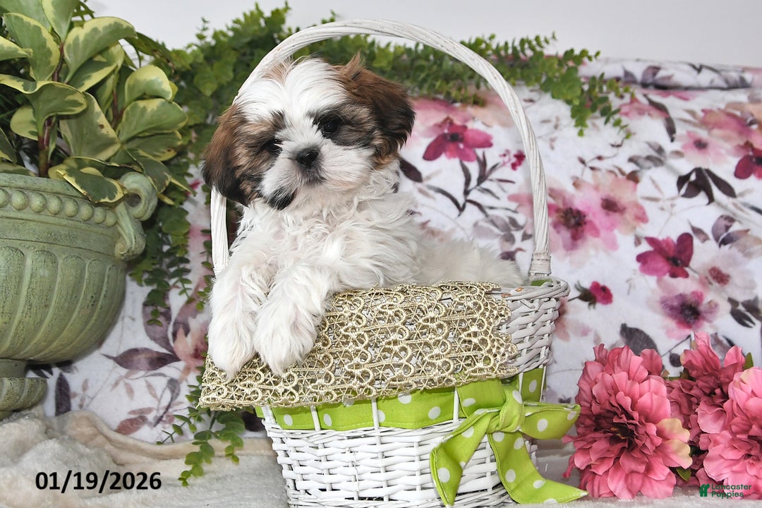 Shih Tzu dogs for sale: Mac - Ad 1