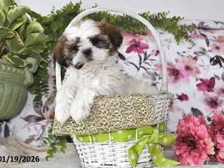 Shih Tzu dogs Mac - Ad 2
