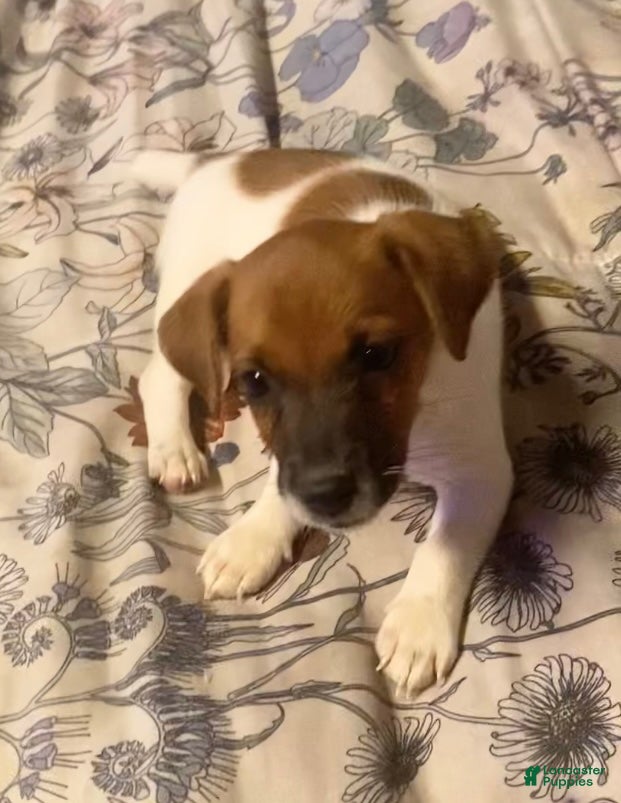 Jack Russell Terrier dogs for sale: Jack Russell Terrier Ray - Ad 11