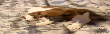 Jack Russell Terrier Ray