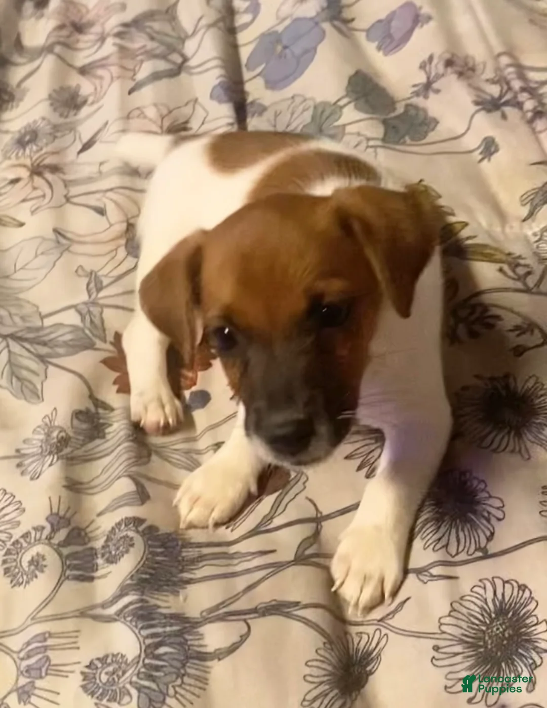 Jack Russell Terrier dogs for sale: Jack Russell Terrier Ray - Ad 1