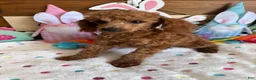 Toy Poodle dogs for sale: Prissy - Ad 2