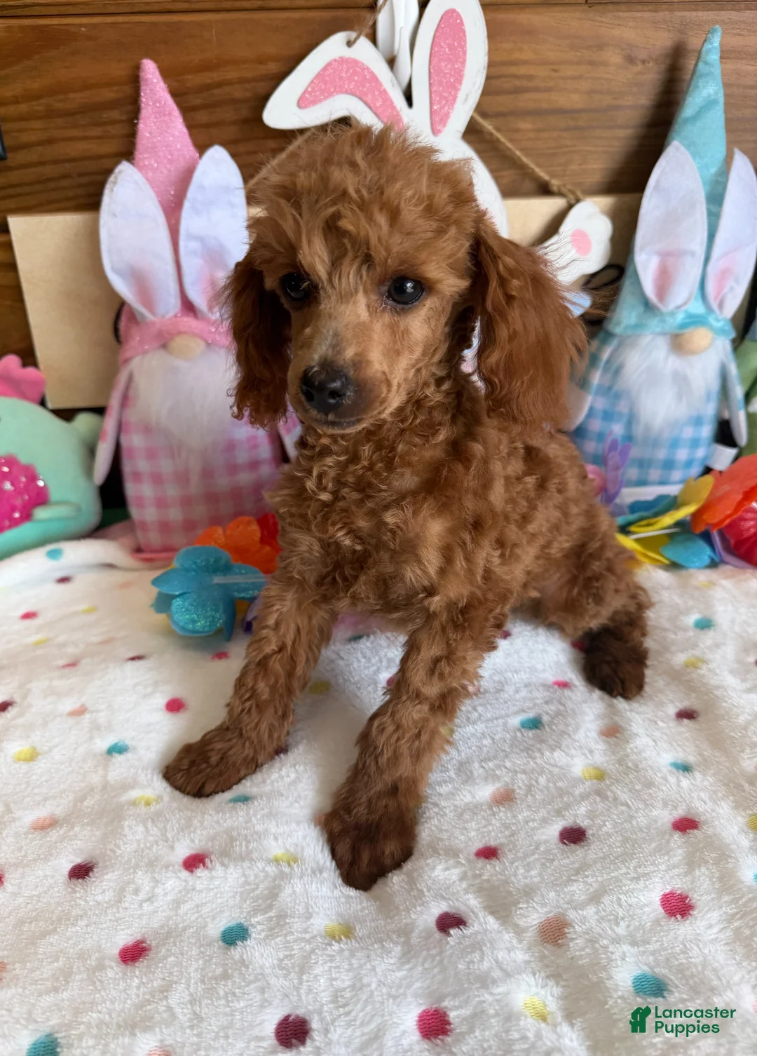 Toy Poodle dogs for sale: Prissy - Ad 2