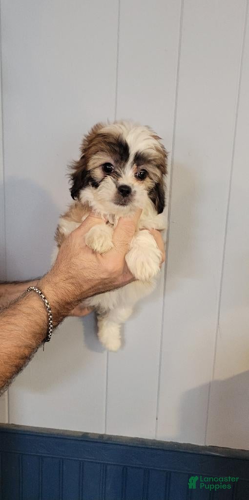 Teddy Bear dogs Tabatha - Ad 1