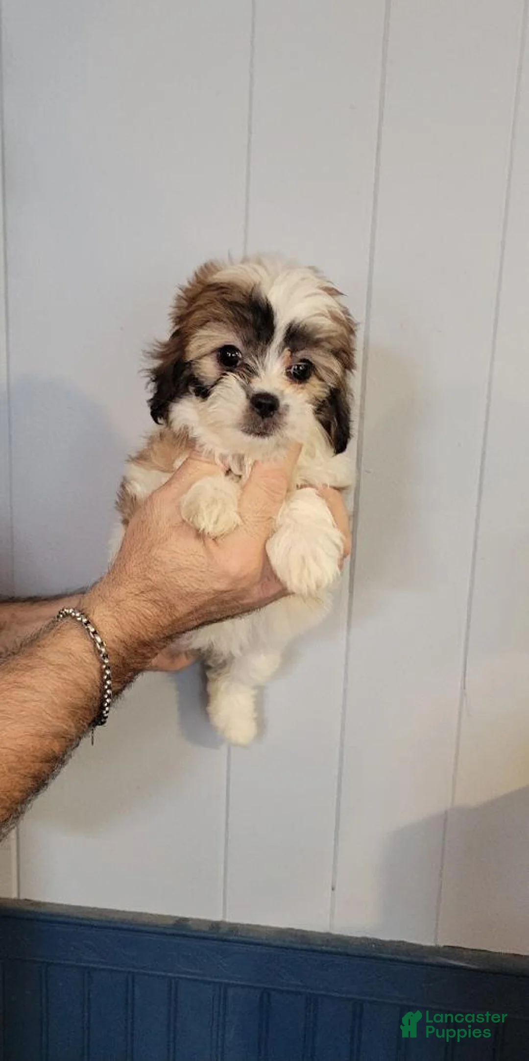 Teddy Bear dogs for sale: Tabatha - Ad 1