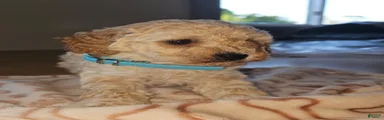 Casper